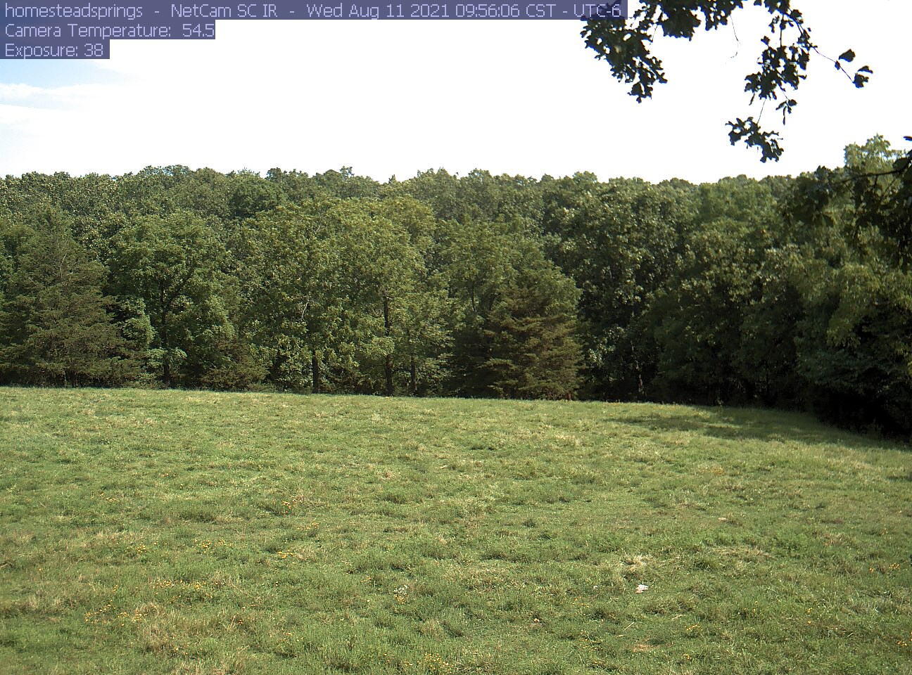 Phenocam picture of Homestead Springs